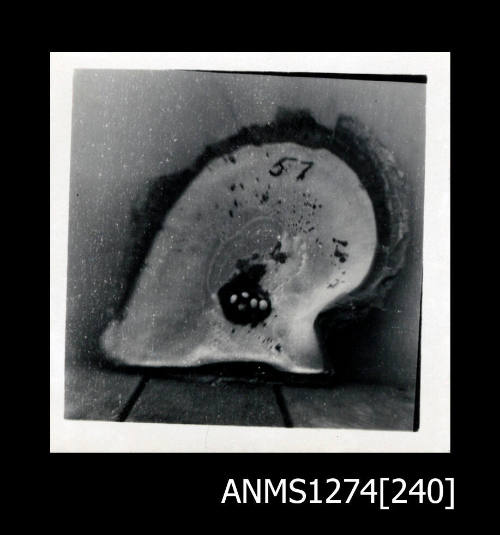A pearl shell, with nuclei in the shape of a cruciform, on Packe Island
