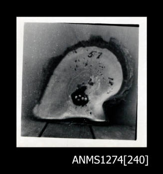 A pearl shell, with nuclei in the shape of a cruciform, on Packe Island