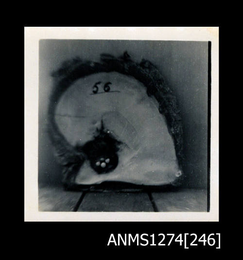 A pearl shell with nuclei in the shape of a cruciform, and the number "56" written on the shell, on Packe Island