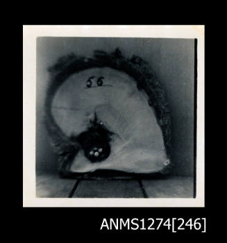 A pearl shell with nuclei in the shape of a cruciform, and the number "56" written on the shell, on Packe Island