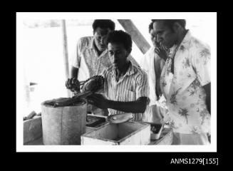 A Papua New Guinean man sitting at a desk seeding a pearl shell, with three onlookers