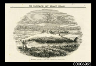 Whalers at Twofold Bay, from a photograph by Charles Walter