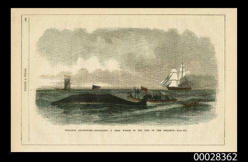 Whaling Adventure - Signalling a Dead Whale to the Ship in the Distance