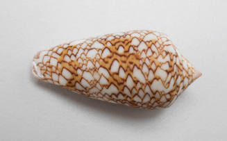 Cloth of gold cone shell