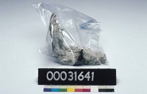 Coral concretion from the shank and stock of an anchor from HMB ENDEAVOUR