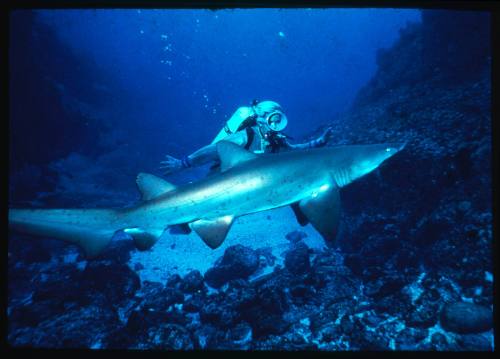 Valerie Taylor scuba diving testing out the chainmail suit (mesh suit) in early experiments using grey nurse sharks