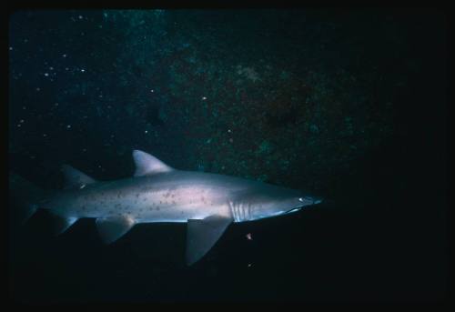 Grey nurse shark