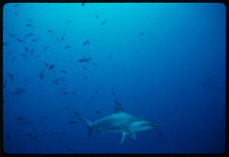 Hammerhead swimming away from school of small fish