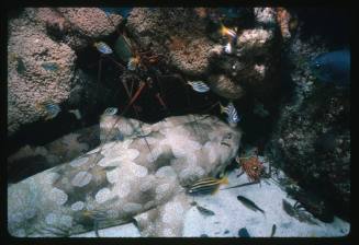 Wobbegong Shark
