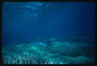 A bottlenose wedgefish swimming over the top of large beds of coral in the Northern Great Barrier Reef, Queensland, Australia.