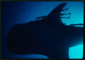 Silhouettes of whale shark and remoras