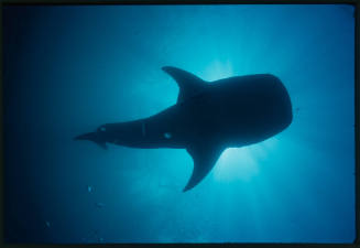 Silhouette of whale shark