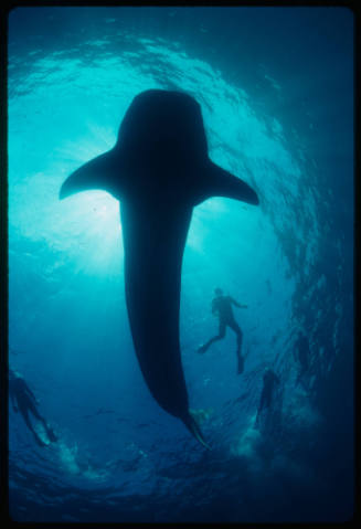 Silhouette of whale shark and four divers