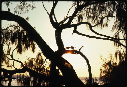Silhouette of a pair of terns in casuarina tree branches