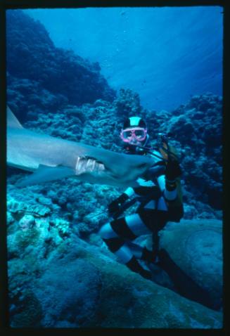 Valerie Taylor testing and disproving Walter Starck’s theory that mimicking a predator of sharks should deter them, by wearing a suit patterned like a banded sea snake.  