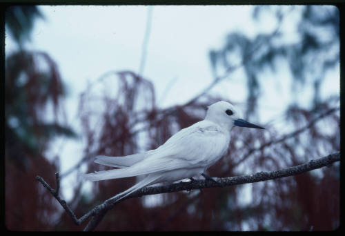 White bird on a branch