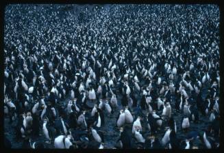 Royal penguin colony on Macquarie Island