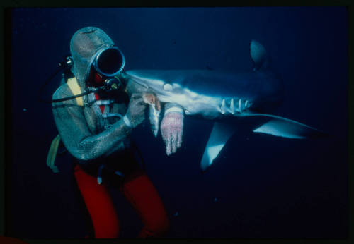 Scuba diver testing out the chainmail suit (mesh suit) in experiment using blue sharks 
