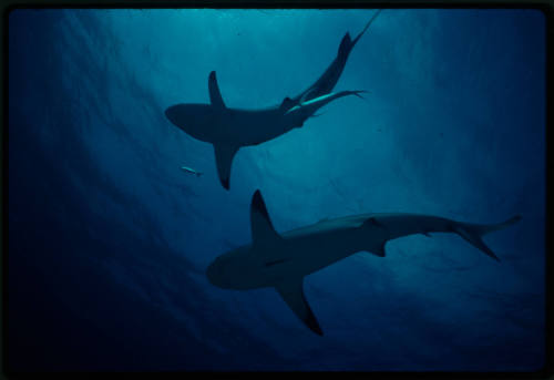 Caribbean Reef Shark