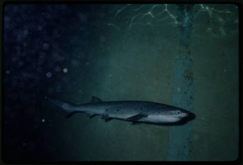 Broadnose Sevengill Shark