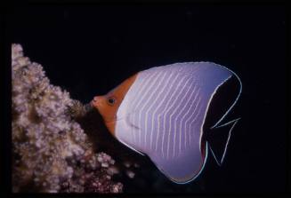 Hooded butterflyfish (Chaetodon larvatus)
