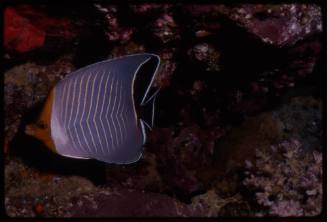 Hooded butterflyfish (Chaetodon larvatus)