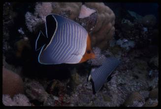 Hooded butterflyfish (Chaetodon larvatus)