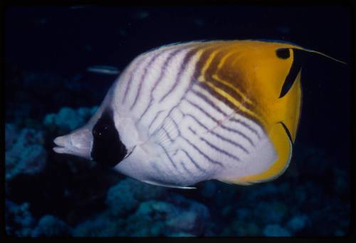 Threadfin butterflyfish (Chaetodon auriga)