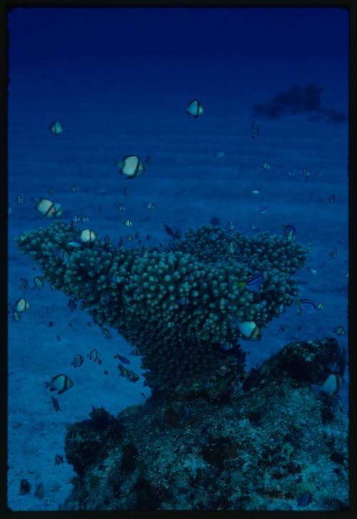 Coral head surrounded by damsel fish