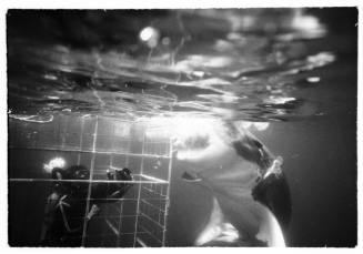 Underwater shot of scuba diver in a shallow hung shark diving cage with a large shark in front of it