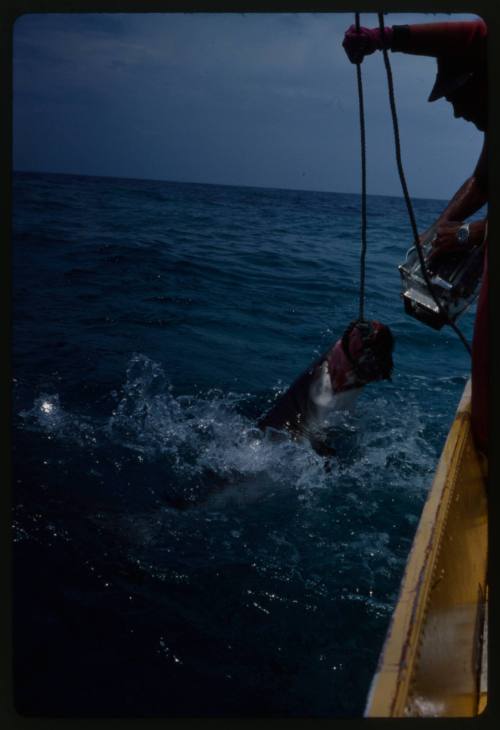 Shark at water surface biting onto bait deployed by line by Valerie Taylor from small boat, film gear held pointed at shark by Ron Taylor