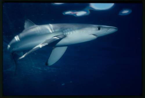 Underwater shot of Blue Shark well lit near water surface