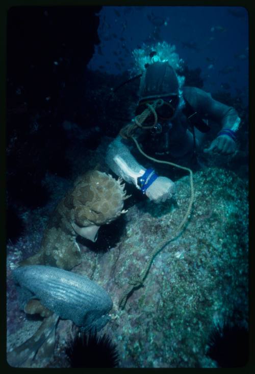 Scuba diver testing out the chainmail suit (mesh suit) in early experiments using wobbegong sharks