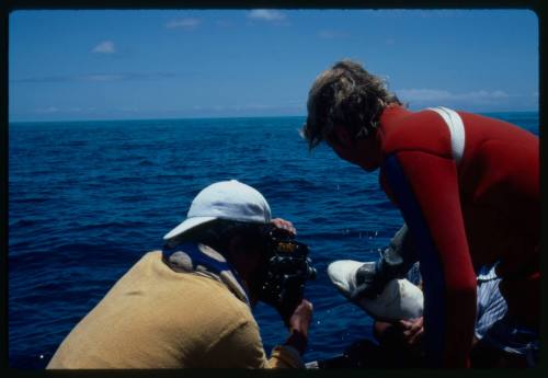 Testing the pressure of a shark bite while experimenting with the efficacy of the chainmail suit (mesh suit). The shark was then released. 