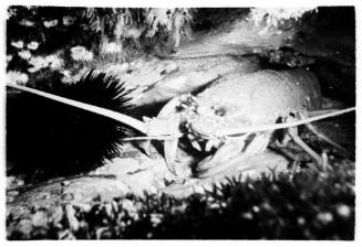 Black and white underwater close up shot at sea floor of Southern Rock Lobster Spider and sea urchin