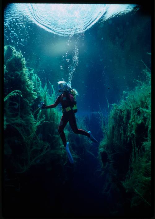 Valerie Taylor in red diving suit underwater