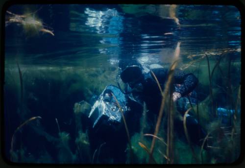 Diver likely Ron Taylor just below surface of water