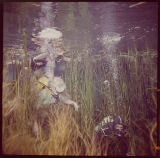 Three divers including Valerie and Ron Taylor underwater