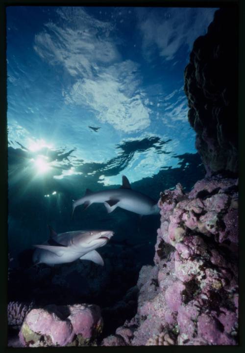 Two whitetip reef sharks