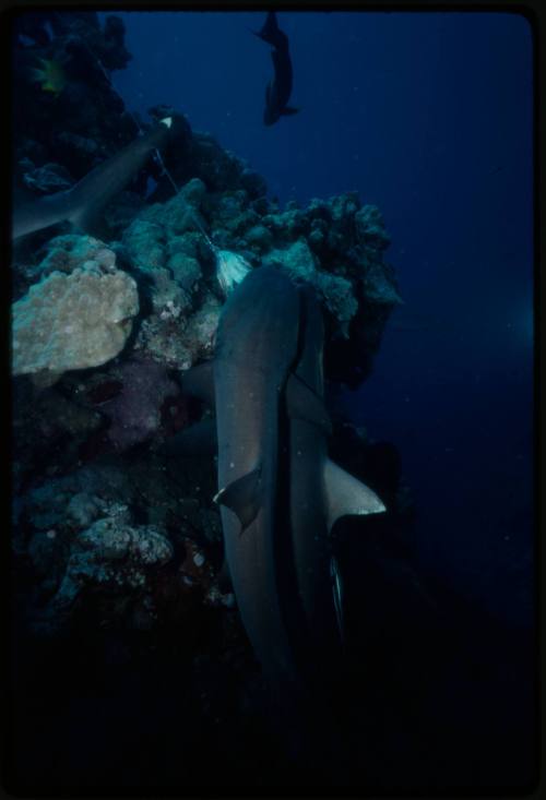 Whitetip reef shark with object in mouth