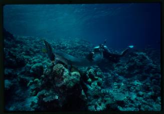 Diver filming whitetip reef shark with fish in its mouth