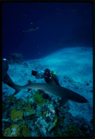 Diver with camera and whitetip reef sharks