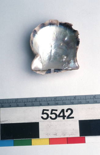 Half pearl shell with natural blister pearl