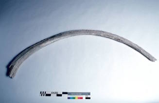 Whalebone rib