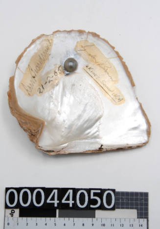 Pearl shell with one cultured blister pearl, and signatures