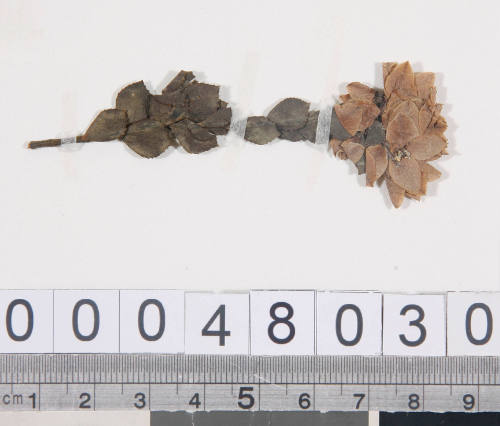 Pressed flower specimen