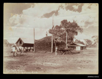 Ensilage stack, Westbrook experimental farm